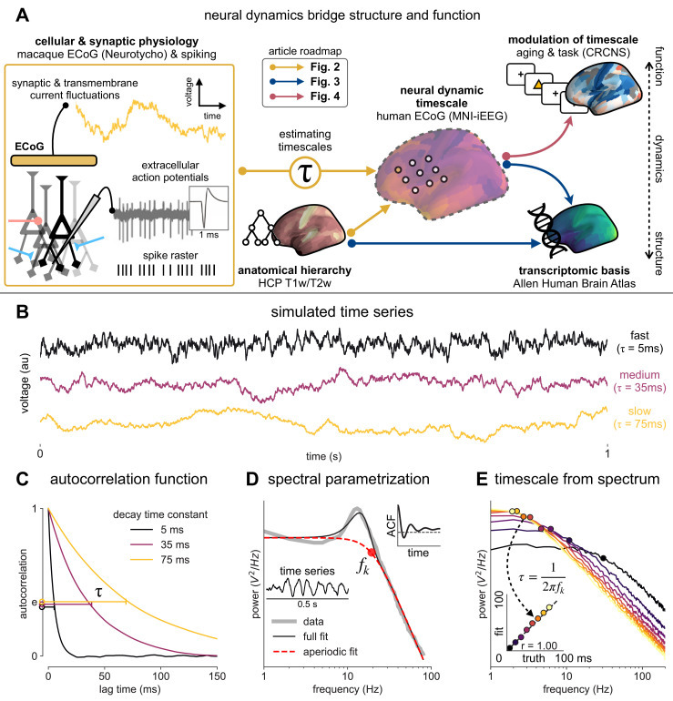 Figure on neuronal timescales from Gao et al. eLife 2020